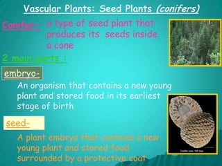 PLANT KINGDOMConifers  (Gymnosperms)Large plants with seed-bearing cones for reproduction. Good at surviving in dry or cold climates. Most of them keep their leaves throughout the year.