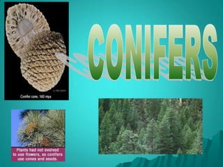 Vascular Plants: Seed Plants (conifers)a type of seed plant that produces its  seeds inside a coneConifer-2 main parts :embryo-An organism that contains a new young plant and stored food in its earliest stage of birthseed-A plant embryo that contains a new young plant and stored food surrounded by a protective coat