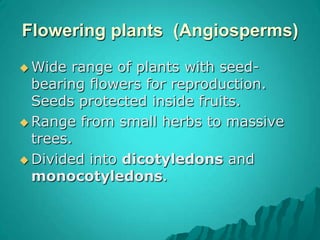 larch, dawn redwood, & bald cypressVascular Plants: Seed Plants (conifers)5 important facts about conifers1) ¾ of the worlds lumber is from conifers2) provide almost all of the worlds paper3) source of turpentine's, disinfectants, and fuel4) Provides food for many animals5) Provides shelter for many animals