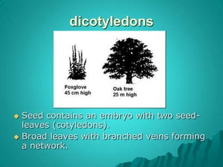 Flowering plants  (Angiosperms)Wide range of plants with seed-bearing flowers for reproduction. Seeds protected inside fruits.Range from small herbs to massive trees.Divided into dicotyledons and monocotyledons.