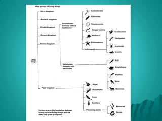 MonocotyledonsSeed contains an embryo with one seed-leaf (cotyledon).Narrow leaves with straight parallel veins.
