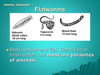 9 Phyla of the Animal kingdomPorifera			6) MolluscaCoelenterata		 7) EchinodermFlatworms			8) ArthropodaRoundworms			9) ChordataSegmented worms