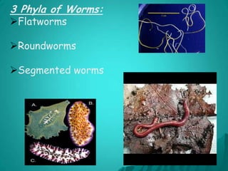 The Animal Kingdom Cont’dPorifera:Means “having pores”