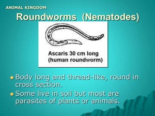 Ex: spongesANIMAL KINGDOMCoelenteratesSimple body with tentacles and stinging cells.Live singly or in colonies, either attached or floating. May produce an external coating (e.g corals). Most live in the sea, a few in fresh water.