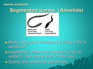 The Animal KingdomCoelentrata:Sac-like body