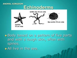 3 Phyla of Worms:Flatworms