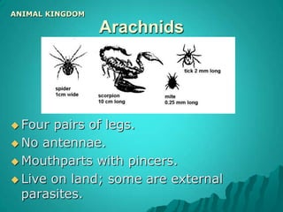 Live in water & damp places