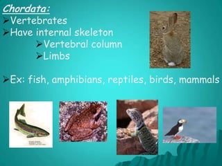 Only a few do not have shells: