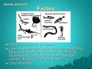  Octopus & Sea slugEchinodermsANIMAL KINGDOMBody based on a pattern of five parts and with a tough skin, often with spines. All live in the sea.