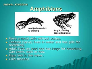 Echinoderms:Means “spiny-skin”