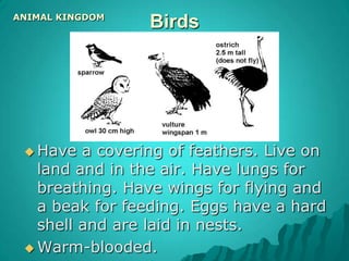 SpinyEx: Starfish & Sea Urchin