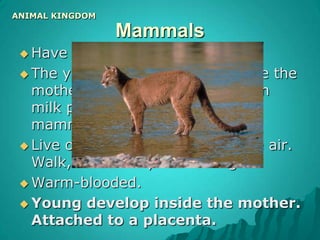 Arthropoda:Makes up 75% of the animal kingdom