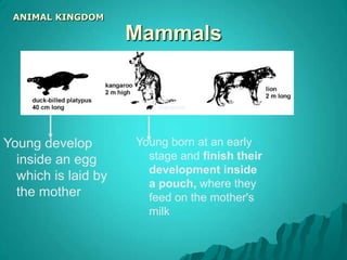 Basic Characteristics: