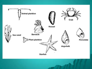Mainly aquatic.ArachnidsANIMAL KINGDOMFour pairs of legs.No antennae.Mouthparts with pincers.Live on land; some are external parasites.
