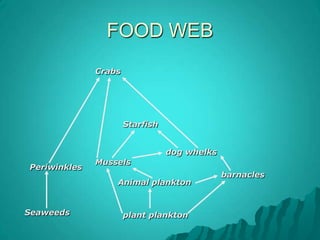ANIMAL KINGDOMAnimals with backbones (vertebrates)