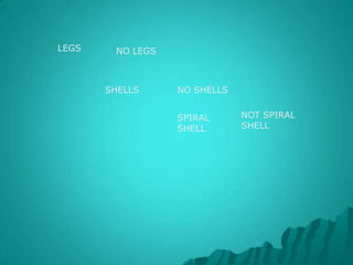 Chordata:Vertebrates