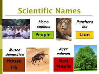 Scientific Names
             Homo              Panthera
            sapiens               leo

            People              Lion


  Musca                Acer
domestica             rubrum
House                  Red
 Fly                  Maple
 