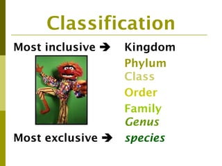 Classification
Most inclusive    Kingdom
                   Phylum
                   Class
                   Order
                   Family
                   Genus
Most exclusive    species
 