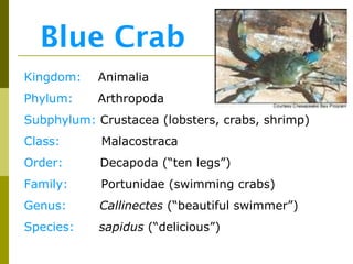 Blue Crab
Kingdom:   Animalia
Phylum:    Arthropoda
Subphylum: Crustacea (lobsters, crabs, shrimp)
Class:      Malacostraca
Order:      Decapoda (“ten legs”)
Family:     Portunidae (swimming crabs)
Genus:      Callinectes (“beautiful swimmer”)
Species:    sapidus (“delicious”)
 