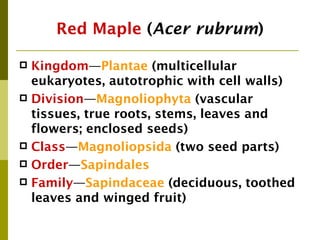 Red Maple (Acer rubrum)

 Kingdom—Plantae (multicellular
  eukaryotes, autotrophic with cell walls)
 Division—Magnoliophyta (vascular
  tissues, true roots, stems, leaves and
  flowers; enclosed seeds)
 Class—Magnoliopsida (two seed parts)
 Order—Sapindales
 Family—Sapindaceae (deciduous, toothed
  leaves and winged fruit)
 