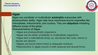 Sitaram Neupane
Hanumanteshwar SS
5/21/2023
kabrekositaram@gmail.com
Algae
Algae are unicellular or multicellular autotrophic eukaryotes with
photosynthetic ability. Algal cells have membrane-bound organelles like
chloroplasts, mitochondria, and nucleus. They are ubiquitous inhabiting
different zones of the globe.
Characteristics of Algae
•Algae are photosynthetic organisms.
•Algae can be either unicellular or multicellular organisms.
•Algae lack a well-defined body, so, structures like roots, stems or
leaves are absent.
•Algaes are found where there is adequate moisture.
•Reproduction in algae occurs in both asexual and sexual forms.
 