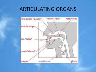ARTICULATING ORGANS 
 