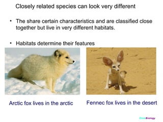 Closely related species can look very different
• The share certain characteristics and are classified close
together but live in very different habitats.
• Habitats determine their features

Arctic fox lives in the arctic

Fennec fox lives in the desert
ClickBiology

 