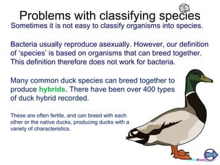 Problems with classifying species

Sometimes it is not easy to classify organisms into species.
Bacteria usually reproduce asexually. However, our definition
of ‘species’ is based on organisms that can breed together.
This definition therefore does not work for bacteria.
Many common duck species can breed together to
produce hybrids. There have been over 400 types
of duck hybrid recorded.
These are often fertile, and can breed with each
other or the native ducks, producing ducks with a
variety of characteristics.

ClickBiology

 