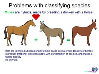 Problems with classifying species
Mules are hybrids, made by breeding a donkey with a horse.

+

=

Most are infertile, but occasionally female mules do mate with donkeys or horses
to produce offspring. This does not fit with our definition of species, and makes it
hard to classify
the animals.

ClickBiology

 