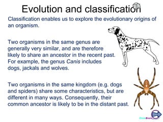 Evolution and classification
Classification enables us to explore the evolutionary origins of
an organism.
Two organisms in the same genus are
generally very similar, and are therefore
likely to share an ancestor in the recent past.
For example, the genus Canis includes
dogs, jackals and wolves.
Two organisms in the same kingdom (e.g. dogs
and spiders) share some characteristics, but are
different in many ways. Consequently, their
common ancestor is likely to be in the distant past.
ClickBiology

 