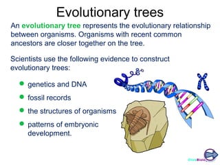 Evolutionary trees
An evolutionary tree represents the evolutionary relationship
between organisms. Organisms with recent common
ancestors are closer together on the tree.
Scientists use the following evidence to construct
evolutionary trees:
 genetics and DNA
 fossil records
 the structures of organisms
 patterns of embryonic
development.

ClickBiology

 