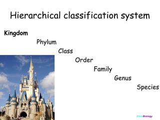 Hierarchical classification system
Kingdom
Phylum
Class
Order
Family
Genus
Species

ClickBiology

 
