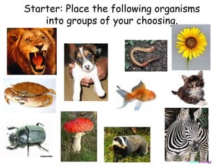 Starter: Place the following organisms
into groups of your choosing.

ClickBiology

 