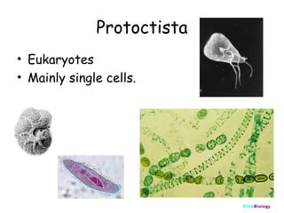 Protoctista
• Eukaryotes
• Mainly single cells.

ClickBiology

 