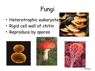 Fungi
• Heterotrophic eukaryotes
• Rigid cell wall of chitin
• Reproduce by spores

ClickBiology

 