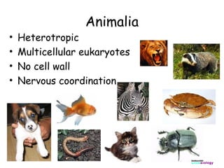 Animalia

•
•
•
•

Heterotropic
Multicellular eukaryotes
No cell wall
Nervous coordination

ClickBiology

 