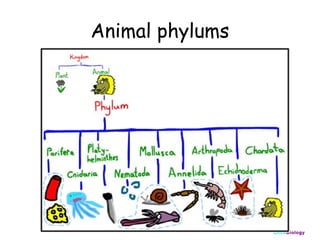 Animal phylums

ClickBiology

 