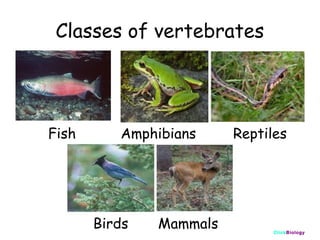 Classes of vertebrates

Fish

Amphibians

Birds

Mammals

Reptiles

ClickBiology

 