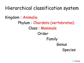 Hierarchical classification system
Kingdom : Animalia
Phylum : Chordata (vertebrates)
Class : Mammals
Order
Family
Genus
Species
ClickBiology

 