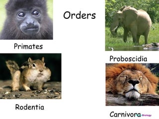 Orders
Primates
Proboscidia

Rodentia

Carnivora

ClickBiology

 
