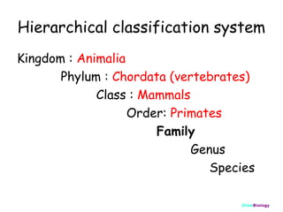 Hierarchical classification system
Kingdom : Animalia
Phylum : Chordata (vertebrates)
Class : Mammals
Order: Primates
Family
Genus
Species
ClickBiology

 