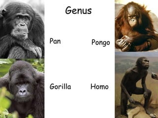 Genus
Pan

Pongo

Gorilla

Homo

ClickBiology

 