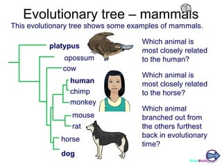 Evolutionary tree – mammals
This evolutionary tree shows some examples of mammals.
platypus
opossum
cow
human
chimp
monkey
mouse
rat
horse

Which animal is
most closely related
to the human?
Which animal is
most closely related
to the horse?
Which animal
branched out from
the others furthest
back in evolutionary
time?

dog
ClickBiology

 