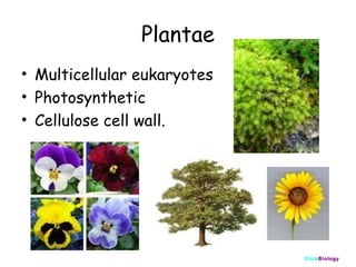 Plantae
• Multicellular eukaryotes
• Photosynthetic
• Cellulose cell wall.

ClickBiology

 