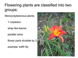 Flowering plants are classified into two
groups:
Monocotyledonous plants
1 cotyledon
strap like leaves
parallel veins
flower parts divisible by 3
example: kaffir lily

ClickBiology

 