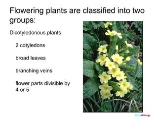 Flowering plants are classified into two
groups:
Dicotyledonous plants
2 cotyledons
broad leaves
branching veins
flower parts divisible by
4 or 5

ClickBiology

 