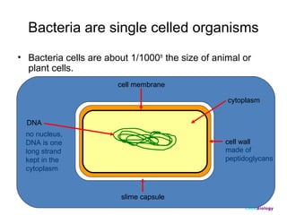 Bacteria are single celled organisms
• Bacteria cells are about 1/1000th the size of animal or
plant cells.
cell membrane
cytoplasm
DNA
no nucleus,
DNA is one
long strand
kept in the
cytoplasm

cell wall
made of
peptidoglycans

slime capsule
ClickBiology

 