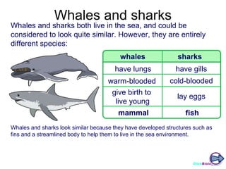 Whales and sharks

Whales and sharks both live in the sea, and could be
considered to look quite similar. However, they are entirely
different species:
whales

sharks

have lungs

have gills

warm-blooded
give birth to
live young

cold-blooded

mammal

fish

lay eggs

Whales and sharks look similar because they have developed structures such as
fins and a streamlined body to help them to live in the sea environment.

ClickBiology

 