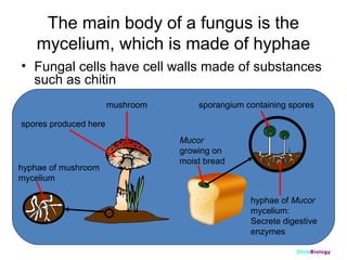 The main body of a fungus is the
mycelium, which is made of hyphae
• Fungal cells have cell walls made of substances
such as chitin
mushroom

sporangium containing spores

spores produced here

hyphae of mushroom
mycelium

Mucor
growing on
moist bread

hyphae of Mucor
mycelium:
Secrete digestive
enzymes
ClickBiology

 