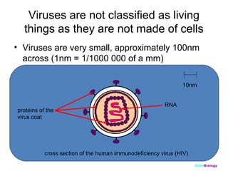 Viruses are not classified as living
things as they are not made of cells
• Viruses are very small, approximately 100nm
across (1nm = 1/1000 000 of a mm)
10nm

proteins of the
virus coat

RNA

cross section of the human immunodeficiency virus (HIV)
ClickBiology

 